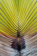 wallpaper with geometric palm tree branch