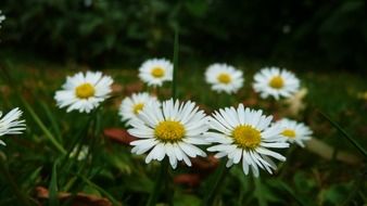 daisies white flowers daisy