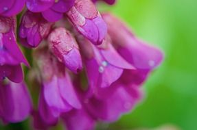 purple flowers on a blurred green background