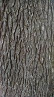 bark tree texture pine rough