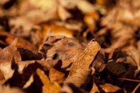 abstract aged autumn autumnal