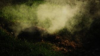 smoke fog grass pollution nature