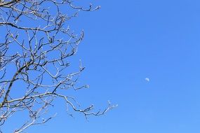 Clear blue sky with tree branches