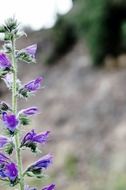 flower flowers garden flora nature