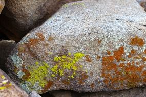 lichen rock