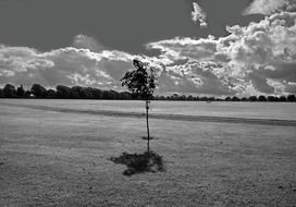 park grass space tree trees sky