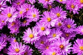 background of purple asters