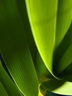 leaf abstract green texture