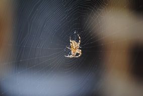 spider web spiderweb nature scary