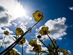 yellow flowers on the blue sunny sky background