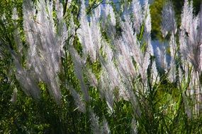 grasses white grass green nature