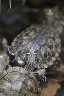 turtle head close