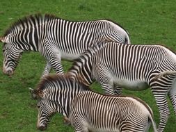 zebras horses animals mammals