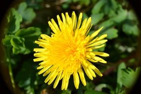 dandelion flowers yellow golden