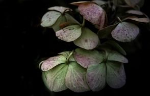 hydrangea flower garden nature