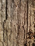 bark wood background texture brown