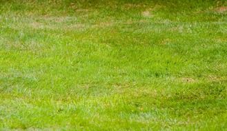 grass green abstract background