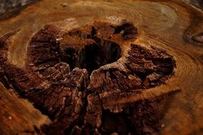 closeup picture of mouldering tree stump