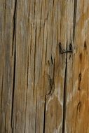 wood texture telephone pole