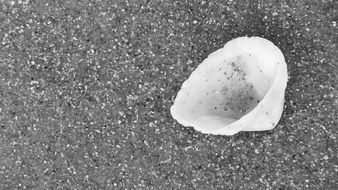 seashell sand black and white beach