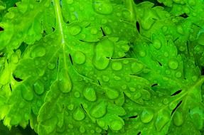 green leaves after rain
