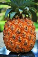 ripe yellow pineapple