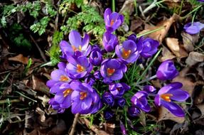 spring purple flowers in the forest