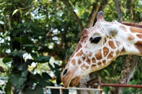 giraffe animals mammals head face