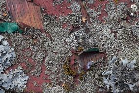 Old paint wood background pattern structure