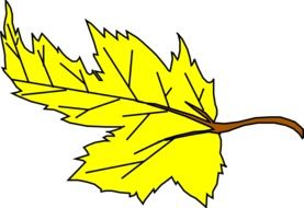 leaf maple yellow fall autumn