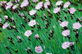 wallpaper with meadow flowers