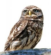 owl bird isolated white background