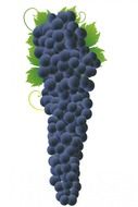 grapes grape bunch