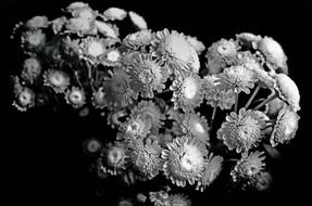 black and white picture of garden flowers