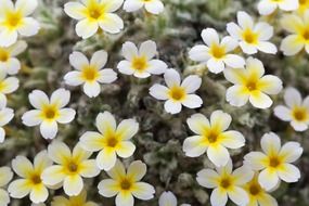 background with tiny white flowers