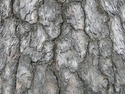 wood pine nature arboretum peel