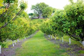 apricot orchard old walnut trees