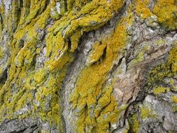 lichen nature environment texture