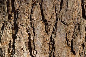 tree bark brown texture background