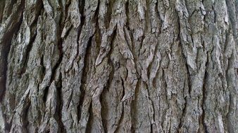 bark tree texture background pine