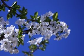 white flowers of cherry blue background