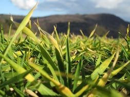 nature grass close up