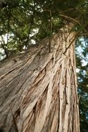 tree texture nature wood wooden