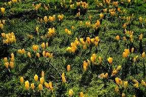 field with yellow spring flowers