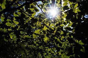 leaves leaf green season sun