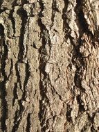 background with brown tree bark