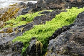 beach rocks moss ocean background