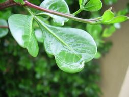 leaves wet greens greenery leafy