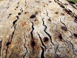 wood bark tree macro closeup