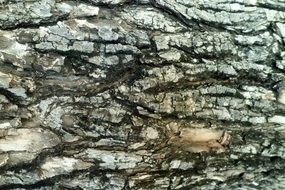 tree bark cracks nature texture